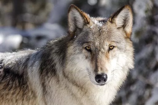 This Nov. 7, 2017, file photo, provided by the National Park Service shows a gray  wolf in Yellowstone National Park, Wyo. A judge on Thursday, Feb. 10, 2022, has ordered federal protections for gray wolves across much of the U.S. after they were removed in the waning days of the Trump administration. U.S. District Judge Jeffrey White said in his ruling that the Fish and Wildlife Service failed to show wolf populations could be sustained in the Midwest and portions of the West without protection