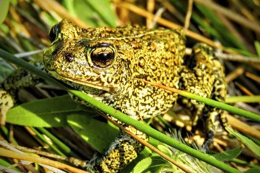 In this 2017 photo provided by the Center for Biological Diversity is a Dixie Valley toad, which the U.S. Fish and Wildlife Service has temporarily listed as an endangered species on an emergency basis, near the site of a power plant site in Nevada. On Aug. 1, 2022, the 9th U.S. Circuit Court of Appeals rejected a bid by environmentalists and a Nevada tribe to halt construction of a geothermal power plant that opponents say would harm the endangered toad and destroy sacred hot springs. (Patrick 