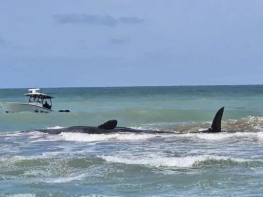 This photo provided by City of Venice Florida shows a whale on Sunday, March 10, 2024, off Venice, Fla. Authorities were working to assist a beached sperm whale that is stranded on a sandbar off Florida's Gulf Coast on Sunday morning. (City of Venice Florida via AP)