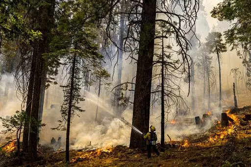 A CalFire firefighter puts water on a tree as a backfire burns along Wawona Road during g the Washburn Fire in Yosemite National Park, Calif. Monday, July 11, 2022.(Stephen Lam/San Francisco Chronicle via AP)/San Francisco Chronicle via AP)