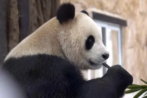 Suhail, a male Panda sent by China to Qatar as a gift for the World Cup, eats bamboo in his shelter at the Panda House Garden in Al Khor, near Doha, Qatar, on Oct. 19, 2022. In the U.S., panda enthusiasts can still see giant pandas at the zoo in Atlanta. Around the world, zoos in Berlin, Qatar and Mexico City are among those that have been given pandas by China, the only place where the animal is native. (AP Photo/Lujain Jo, File)