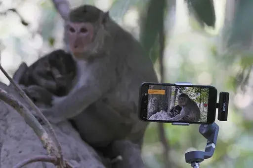 YouTuber Ium Daro, who started filming Angkor monkeys about three months ago, follows a mother and a baby along a dirt path with his iPhone held on a selfie stick near Bayon temple at Angkor Wat temple complex in Siem Reap province, Cambodia, Tuesday, April 2, 2024. The 41-year-old said he hadn't seen any monkeys physically abused, and that he didn't see a problem with what he and the others were doing to make a living. Cambodian authorities are investigating the abuse of monkeys at the famous A