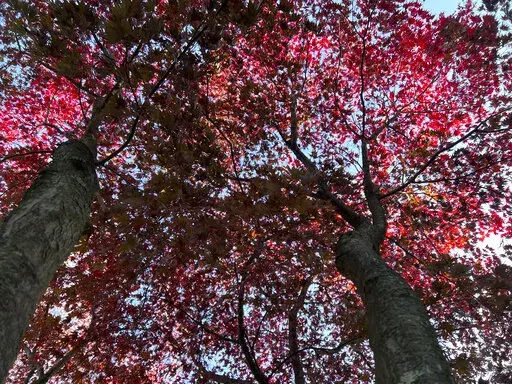 This Nov. 5, 2022, image shows the striking scarlet red foliage of a Japanese maple on Long Island, N.Y. (Jessica Damiano via AP)