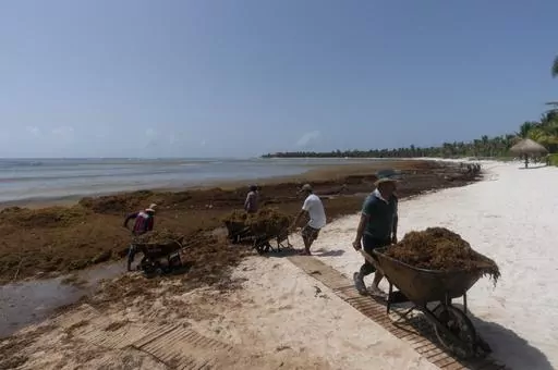 Workers, who were hired by residents, remove sargassum seaweed from the Bay of Soliman, north of Tulum, Quintana Roo state, Mexico, Aug. 3, 2022. On shore, sargassum is a nuisance — carpeting beaches and releasing a pungent smell as it decays. For hotels and resorts, clearing the stuff off beaches can amount to a round-the-clock operation. (AP Photo/Eduardo Verdugo, File)