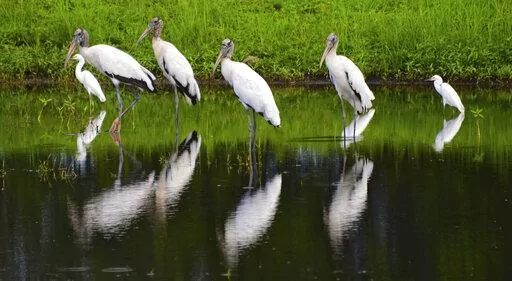 A flock of wood storks mingles with egrets as they stand in a retention pond along a road in Atlantic Beach, Fla., just before the Intracoastal Bridge on Aug. 12, 2015. The ungainly yet graceful wood stork, which was on the brink of extinction in 1984, has recovered sufficiently in Florida and other Southern states that U.S. wildlife officials on Tuesday, Feb. 14, 2023, proposed removing the wading bird from the endangered species list. (Bob Mack/The Florida Times-Union via AP, File)