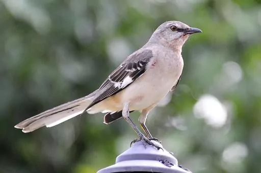 A northern mockingbird appears on April 28, 2015, in Houston. Birding’s popularity soared during the pandemic, when people were eager to get outside. Merlin, a free app, is able to identify birds solely by sound. (AP Photo/Pat Sullivan, File)