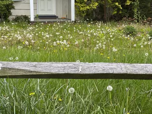 This May 3, 2023, image provided by Jessica Damiano shows overgrown grass and weeds in an unmowed lawn in Glen Head, NY. (Jessica Damiano via AP)