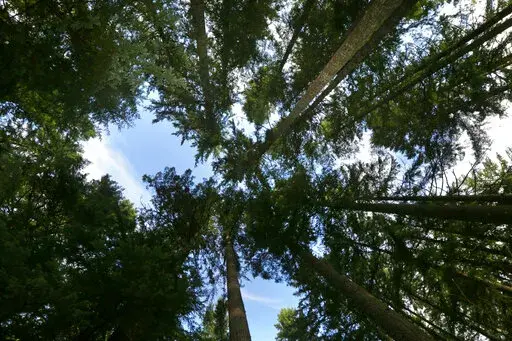 Trees grow on forest land adjacent to Mount Rainier National Park on Monday, Nov. 23, 2015, near Ashford, Wash. The land is part of a project of 520 acres on private timberland that allows a private nonprofit to sell "carbon credits" to individuals and companies who are hoping to offset their carbon footprints. According to a report by the NewClimate Institute released on Monday, Feb. 7, 2022, many of the world's largest companies are failing to take significant enough steps to meet their pledge