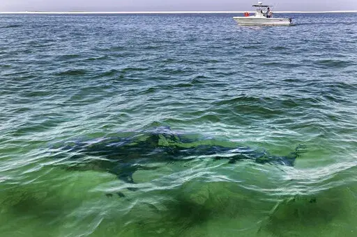 A shark is seen swimming across a sand bar on Aug. 13, 2021, from a shark watch with Dragonfly Sportfishing charters, off the Massachusetts' coast of Cape Cod. Megan Winton, of the Atlantic White Shark Conservancy, said Wednesday, June 29, 2022, that July is when white sharks appear in earnest, with sightings peaking from August through October. (AP Photo/Phil Marcelo, File)