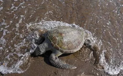 A dead green sea turtle washes up on the beach in the Khor Kalba Conservation Reserve, in the city of Kalba, on the east coast of the United Arab Emirates, Tuesday, Feb. 1, 2022. More than one in five species of reptiles worldwide, including the green sea turtle, are threatened with extinction, according to a comprehensive new assessment of thousands of species published Wednesday, April 27, 2022, in the journal Nature. (AP Photo/Kamran Jebreili, File)