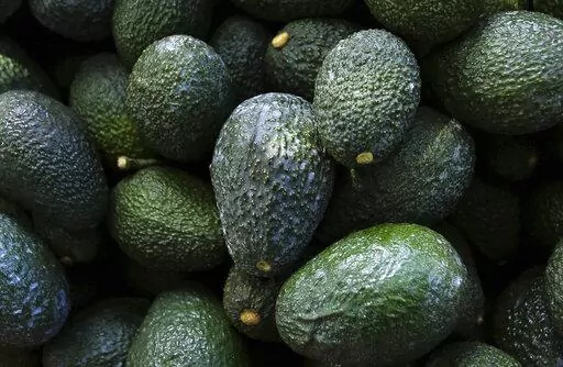 Recently harvested avocados at an orchard near Ziracuaretiro, Michoacan state, Mexico, Oct. 1, 2019. Mexico has acknowledged late Saturday, Feb. 13, 20222, that the U.S. government has suspended all imports of Mexican avocados after a U.S. plant safety inspector in Mexico received a threat. (AP Photo/Marco Ugarte, File)