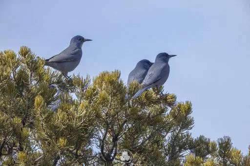 In this undated image provided by Christina M. Selby, three pinyon jays sit in a piñon tree in northern New Mexico. The environmental group Defenders of Wildlife announced Tuesday, April 26, 2022, that it is petitioning the U.S. Fish and Wildlife Service to protect the bird under the Endangered Species Act. (Christina M. Selby via AP)