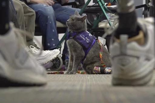 This image taken from video shows kitten Lola-Pearl looking up at attendees during a Amputees Coming Together Informing Others' Needs meeting on Monday, Dec. 11, 2023, in Troy, Ohio. More than five years ago, someone left the kitten with twisted back legs at a Missouri animal shelter. The cat was transferred to specialists in Iowa who amputated her left hind leg. She was soon after adopted by a woman who lost her left leg after a near-fatal car accident. Now the duo has partnered with a non-prof