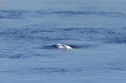The Beluga whale swims in the lock of Notre Dame de la Garenne prior to be moved, in Saint-Pierre-la-Garenne, west of Paris, France, Tuesday, Aug. 9, 2022. French environmentalists are moving a dangerously think Beluga that had strayed into the Seine River last week to a salt-water river basin to try and save its life. Lamya Essemlali, president of Sea Shepherd France, said the ethereal white mammal measuring 4-meters will be transported to the salty water for "a period of care" by medics who su