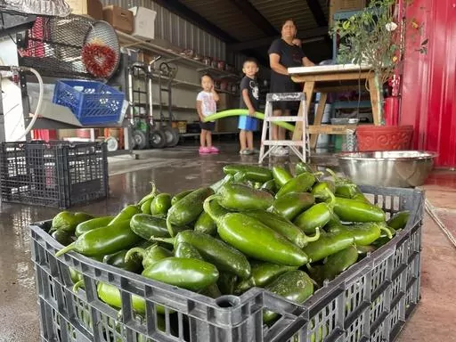 A basket of fresh harvested green chile waiting to be roasted at Grajeda Hatch Chile Market is seen in Hatch, N.M., on July 12, 2012. New Mexico produced more than 53,000 tons of its most famous crop during the last growing season in 2022, meaning more chile peppers found their way into salsas and onto dinner plates than the previous year. (AP Photo/Susan Montoya Bryan, File)