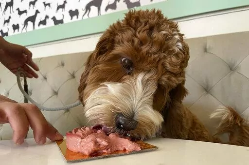 A dog eats a dish at the Dogue restaurant in San Francisco, Sunday Oct. 23, 2022. Dogue, which rhymes with vogue, just opened up in the city's Mission District. For $75 dollars per pup, doggie diners get a multiple-course "bone appetite" meal featuring dishes like chicken skin waffles and filet mignon steak tartar with quail egg. (AP Photo/Haven Daley)