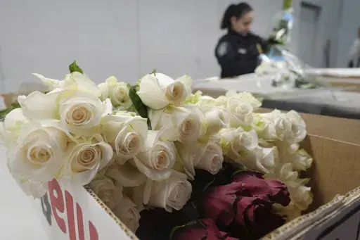 Valentine's Day roses are unwrapped after being inspected by U.S. Customs and Border Protection agriculture specialist Elaine Mendez at Miami International Airport, and Friday, Feb. 7, 2025, in Miami. (AP Photo/Marta Lavandier)