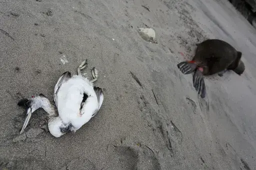 A dead sea bird lays beside a dead sea lion on the beach at Punta Bermeja, on the Atlantic coast of the Patagonian province of Río Negro, near Viedma, Argentina, Monday, Aug. 28, 2023. Government experts suspect that bird flu is killing sea lions along Argentina's entire Atlantic coastline, causing authorities to close many beaches in order to prevent the virus from spreading further. (AP Photo/Juan Macri, File)