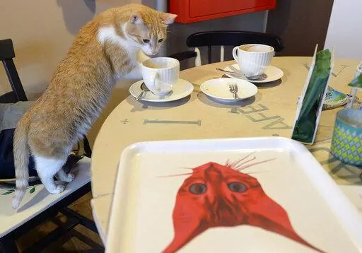 One of seven cats that keep the company of the visitors at a new "Miau Cafe" finishes a cake in Warsaw, Poland, Jan. 13, 2018. A Polish scientific institute classified domestic casts as an “invasive alien species” due to the vast damage they inflict on birds and other wildlife, it was announced Tuesday, July 26, 2022. Some cat lovers have reacted emotionally, putting the key scientist behind the decision on the defensive. (AP Photo/Czarek Sokolowski, file)