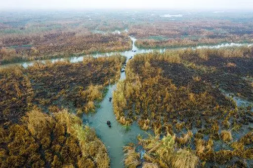 Water buffalos seek out water in the marshes of Chibayish following severe summertime shortages in Dhi Qar, Iraq, Saturday, Nov. 19, 2022. (AP Photo Anmar Khalil)