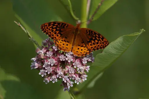 A fritillary butterfly perches on blooming milkweed at Patuxent Wildlife Research Center in Laurel, Md., June 5, 2019. (AP Photo/Carolyn Kaster, File)