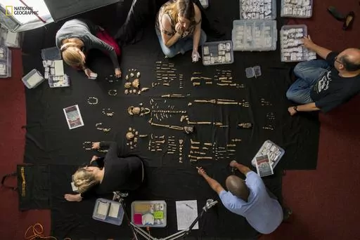 In this photo provided by National Geographic, researchers lay out fossils of Homo naledi at the University of the Witwatersrand's Evolutionary Studies Institute in Johannesburg, South Africa in 2014. The new species of human relative was discovered by a team led by National Geographic Explorer-in-Residence Lee Berger of the University of the Witwatersrand deep inside a cave located outside Johannesburg. In research released on Monday, June 5, 2023, scientists say they've found evidence that the