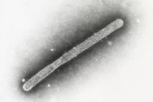 This 2005 electron microscope image shows an avian influenza A H5N1 virion. On Wednesday, May 22, 2024, Michigan health officials said a farmworker has been diagnosed with bird flu, the second human case connected to an outbreak in U.S. dairy cows. (Cynthia Goldsmith, Jackie Katz/CDC via AP)