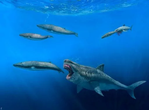This illustration provided by J. J. Giraldo depicts a 16-meter (52-foot) Otodus megalodon shark predating on an 8-meter (26-foot) Balaenoptera whale in the Pliocene epoch, between 5.4 to 2.4 million years ago. At background right, a 4-meter (13-foot) Carcharodon shark seizes a 2.5-meter (8-foot) juvenile of the whale pod. The giant megalodon shark that roamed the oceans millions of years ago could have devoured a creature the size of a killer whale in just five bites, according to a study publis