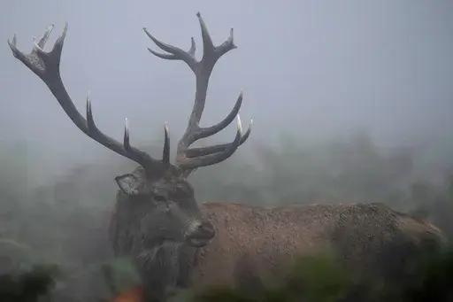 Deer rut in Bushy Park south west London , Friday, Oct. 18, 2024. Wild deer numbers have dramatically multiplied in recent decades and there are now more deer in England than at any other time in the last 1,000 years, according to the Forestry Commission, the government department looking after England's public woodland. (AP Photo/Alastair Grant)