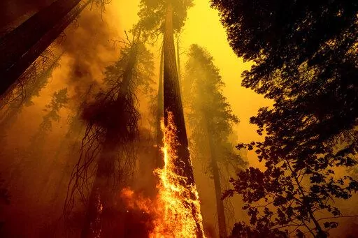 In this Sunday, Sept. 19, 2021 file photo, Flames burn up a tree as part of the Windy Fire in the Trail of 100 Giants grove in Sequoia National Forest, Calif. The U.S. Forest Service is taking emergency action to speed up approval of projects to clear underbrush in giant sequoia groves to save the world's largest trees from the increasing threat of wildfire. (AP Photo/Noah Berger, File, File)