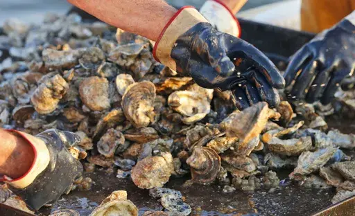 Lacy Rose along with his son, Shaw Rose sort oysters on their boat on the Rappahannock River near White Stone, Va., Thursday, Oct. 8, 2015. (AP Photo/Steve Helber, File)