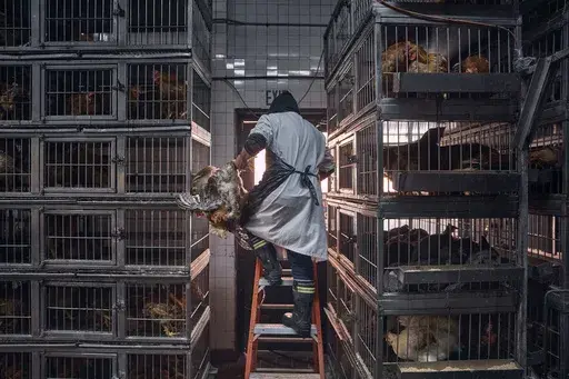 A worker grabs a chicken to slaughter inside a poultry store in New York, Feb. 7, 2025. (AP Photo/Andres Kudacki, File)