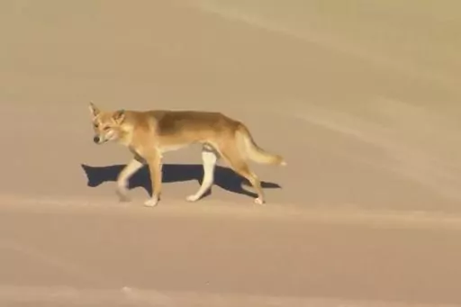 In this aerial image made from video, a dingo walks on beach on K'gari, formerly known as Fraser Island, Australia, Monday, July 17, 2023. A pack of dingoes drove a woman who was jogging into the surf and attacked her in the latest clash between native dogs and humans on a popular Australian island, sparking new warnings Tuesday to visitors venturing out. (AuBC/CHANNEL 7/CHANNEL 9 via AP)
