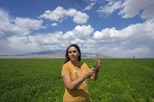 Janille Baker, Baker ranch's controller, stands in a field on the Baker Ranch Monday, Sept. 9, 2024, in Baker, Nevada. (AP Photo/Rick Bowmer)