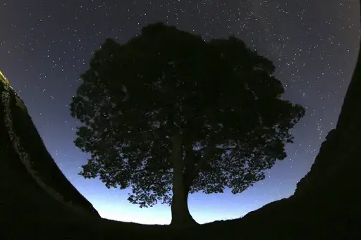 A general view of the stars above Sycamore Gap prior to the Perseid Meteor Shower above Hadrian's Wall near Bardon Mill, England, Wednesday, Aug. 12, 2015. (AP Photo/Scott Heppell, File)