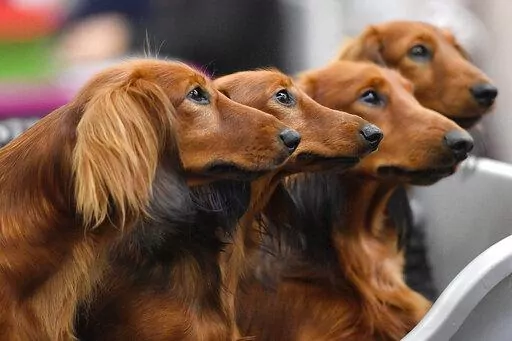 Dachshund dogs wait in a box before competition at a dog show in Dortmund, Germany, on Friday, Oct. 13, 2017. Research released on Thursday, April 28, 2022, confirms what dog lovers know _ every pup is truly an individual. A new study has found that many of the popular stereotypes about the behavior of specific breeds aren’t supported by science. (AP Photo/Martin Meissner, File)