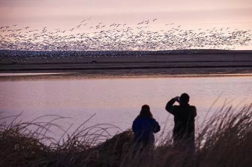 Two bird watchers photograph thousands of snow geese at the Freezeout Lake Wildlife Management Area on March 24, 2017, outside Fairfield, Mont. A new online atlas of bird migration, published on Thursday, Sept. 15, 2022, draws from an unprecedented number of scientific and community data sources to illustrate the routes of about 450 bird species in the Americas. (Thom Bridge/Independent Record via AP, File)/